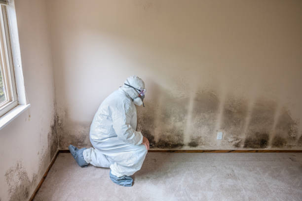 Best Mold Remediation for Vacation Homes  in De Queen, AR